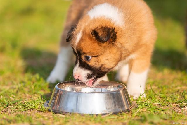 揭秘：主食、零食与禁忌全解pg电子平台英小狗餐桌大(图4)