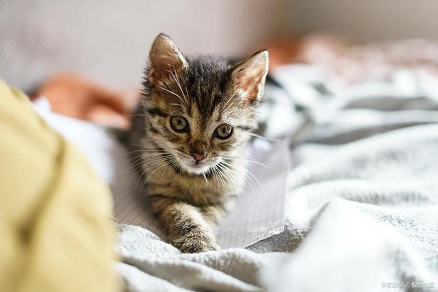 危害！消化不良、肥胖、中毒选宠物零食pg电子模拟器试玩Z猫咪吃蛋糕3大(图3)