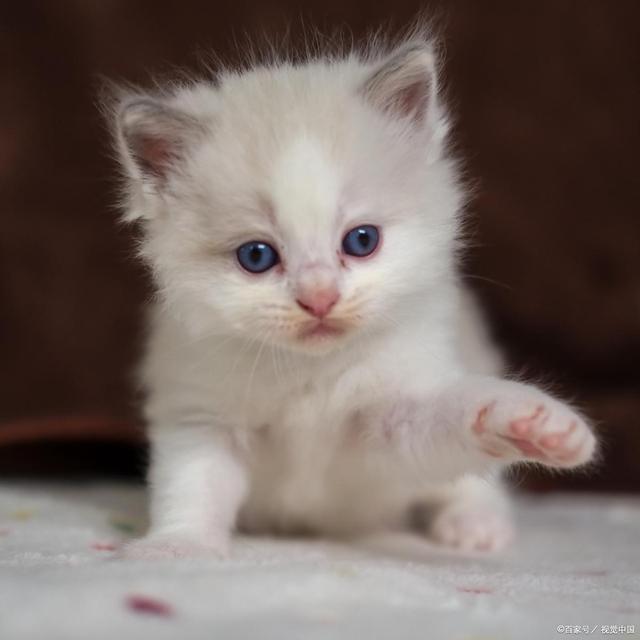 危害！消化不良、肥胖、中毒选宠物零食pg电子模拟器试玩Z猫咪吃蛋糕3大(图2)