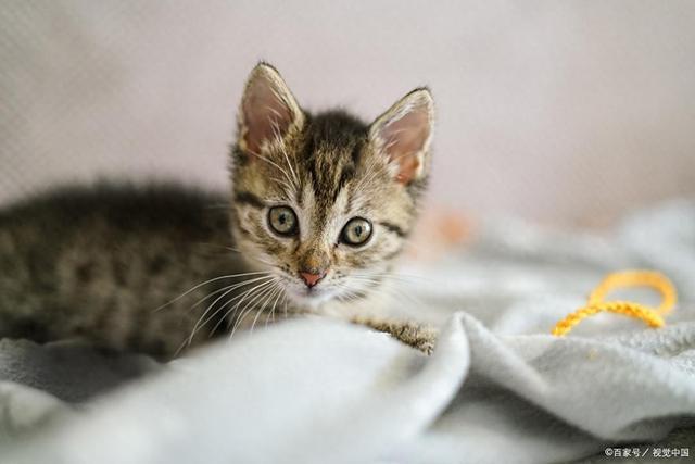 危害！消化不良、肥胖、中毒选宠物零食pg电子模拟器试玩Z猫咪吃蛋糕3大(图4)