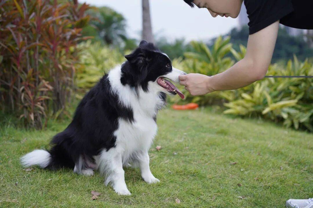 作总结”：今年共拆家3次讨食成功365回
