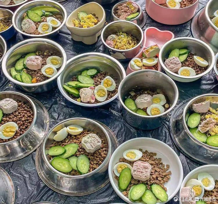 爆满宠物经济赛道“拥挤”暗藏隐忧pg电子试玩网站免费宠物寄养假期(图3)