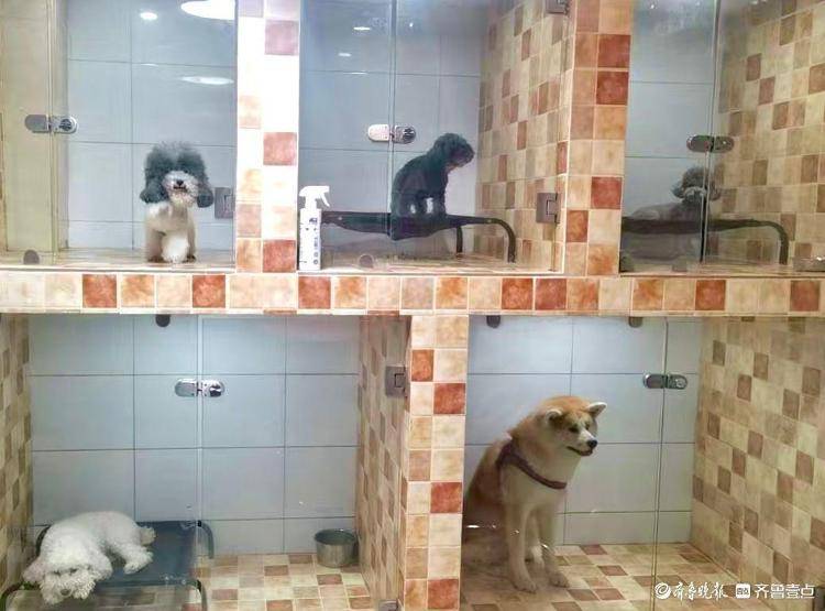 爆满宠物经济赛道“拥挤”暗藏隐忧pg电子试玩网站免费宠物寄养假期(图5)